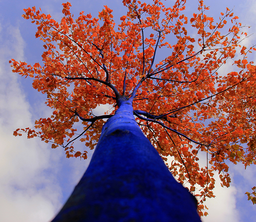 Konstantin Dimopoulos Blue Trees Project Environnement Bleu Arbre Art Brève