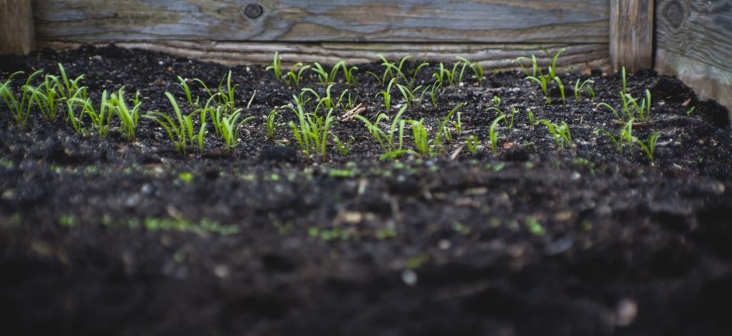 agriculture urbaine, jeunes pousses