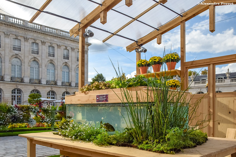 Une ferme en aquaponie (avec des poissons) sur la Place Stanislas Ă Nancy