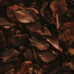 feuilles