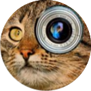 félin
