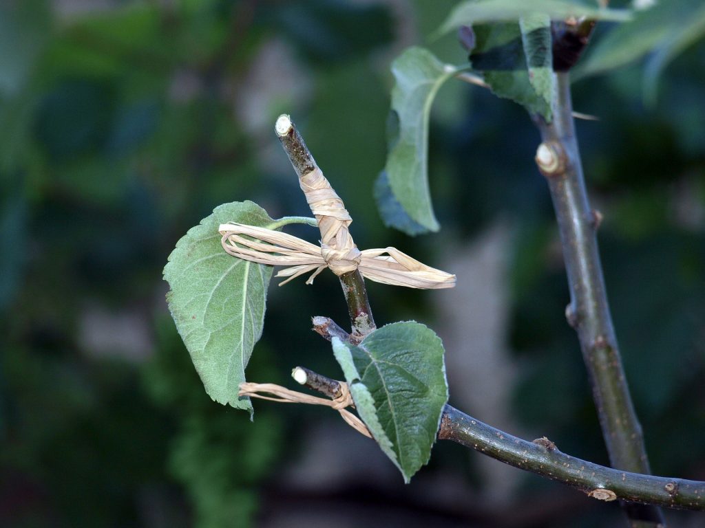 fruits