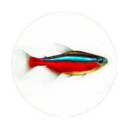 Coda
