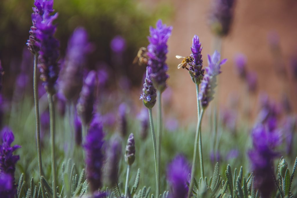 Abeilles